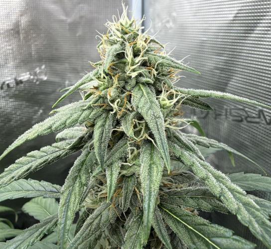 ｆｒｏｓｔｅｄｇｕａｖａ ❄️   | by Green House Seeds. Week 7