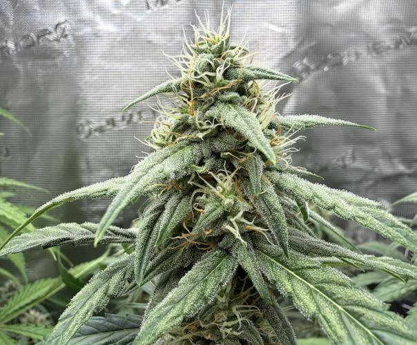 ｆｒｏｓｔｅｄｇｕａｖａ ❄️   | by Green House Seeds. Week 7