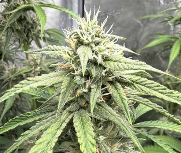 ｆｒｏｓｔｅｄｇｕａｖａ ❄️   | by Green House Seeds. Week 7