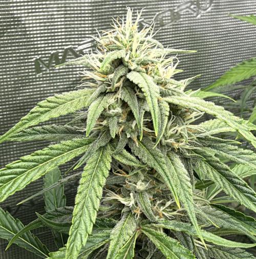 ｆｒｏｓｔｅｄｇｕａｖａ ❄️   | by Green House Seeds. Week 7
