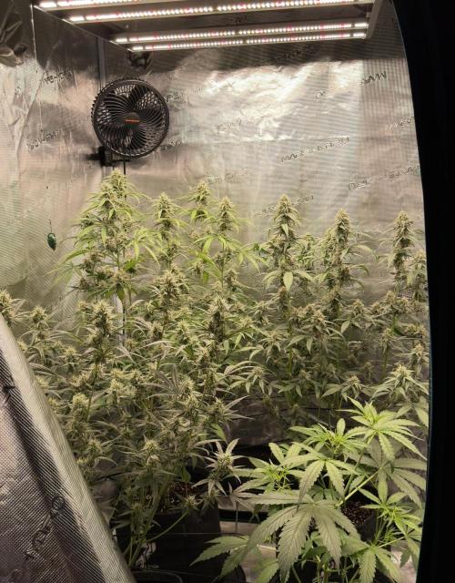 ｆｒｏｓｔｅｄｇｕａｖａ ❄️   | by Green House Seeds. Week 7