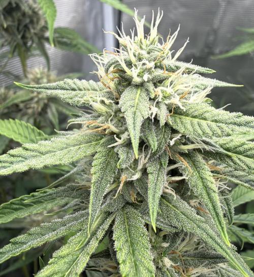 ｆｒｏｓｔｅｄｇｕａｖａ ❄️   | by Green House Seeds. Week 7