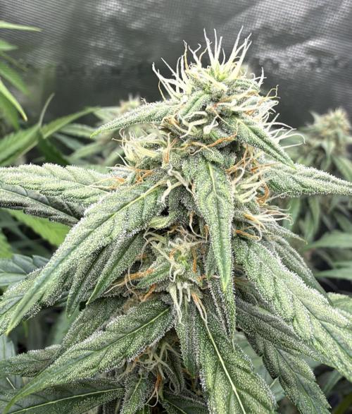 ｆｒｏｓｔｅｄｇｕａｖａ ❄️   | by Green House Seeds. Week 7