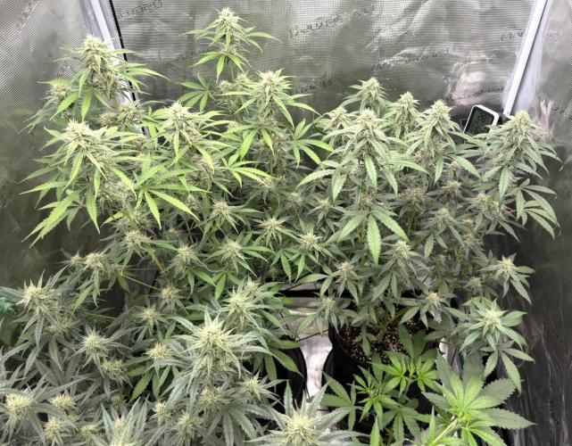 ｆｒｏｓｔｅｄｇｕａｖａ ❄️   | by Green House Seeds. Week 7
