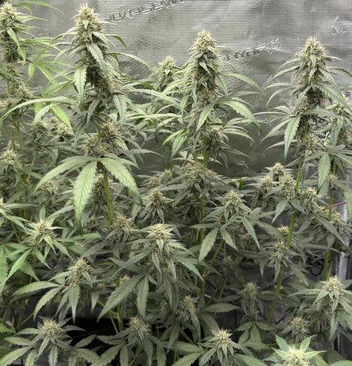 ｆｒｏｓｔｅｄｇｕａｖａ ❄️   | by Green House Seeds. Week 7