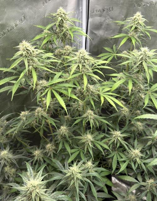 ｆｒｏｓｔｅｄｇｕａｖａ ❄️   | by Green House Seeds. Week 7