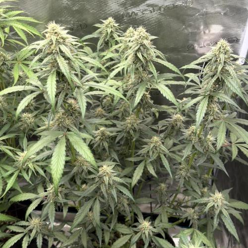 ｆｒｏｓｔｅｄｇｕａｖａ ❄️   | by Green House Seeds. Week 7