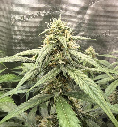 ｆｒｏｓｔｅｄｇｕａｖａ ❄️   | by Green House Seeds. Week 7