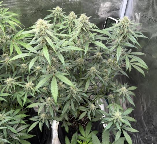 ｆｒｏｓｔｅｄｇｕａｖａ ❄️   | by Green House Seeds. Week 7