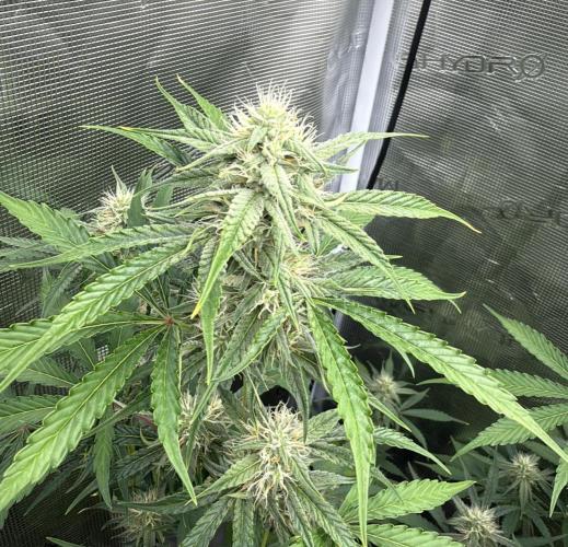 ｆｒｏｓｔｅｄｇｕａｖａ ❄️   | by Green House Seeds. Week 7