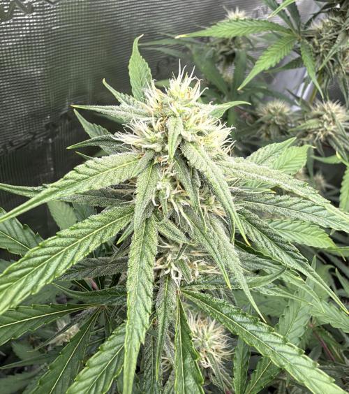 ｆｒｏｓｔｅｄｇｕａｖａ ❄️   | by Green House Seeds. Week 7