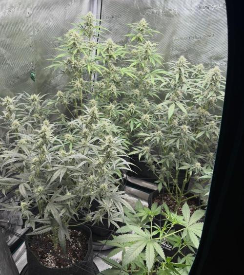 ｆｒｏｓｔｅｄｇｕａｖａ ❄️   | by Green House Seeds. Week 7