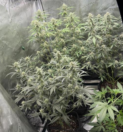 ｆｒｏｓｔｅｄｇｕａｖａ ❄️   | by Green House Seeds. Week 7