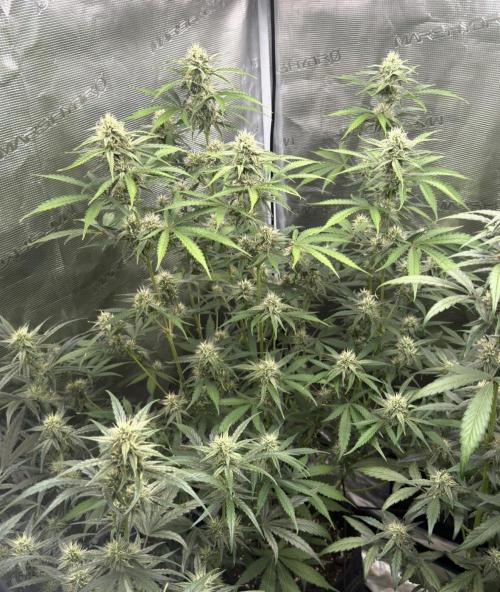 ｆｒｏｓｔｅｄｇｕａｖａ ❄️   | by Green House Seeds. Week 7