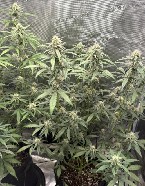 ｆｒｏｓｔｅｄｇｕａｖａ ❄️   | by Green House Seeds. Week 7
