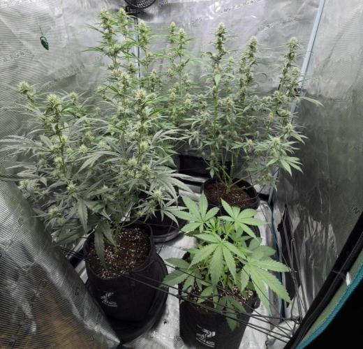 ｆｒｏｓｔｅｄｇｕａｖａ ❄️   | by Green House Seeds. Week 7