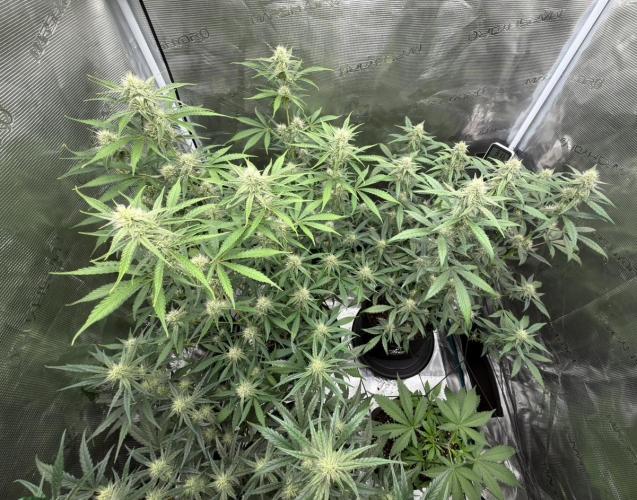 ｆｒｏｓｔｅｄｇｕａｖａ ❄️   | by Green House Seeds. Week 7