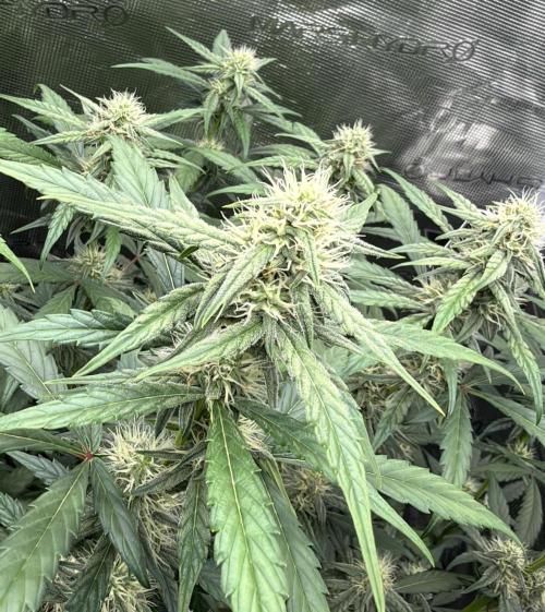 ｆｒｏｓｔｅｄｇｕａｖａ ❄️   | by Green House Seeds. Week 7