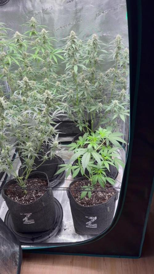 Frosted Guava Autoflowering. Week 7