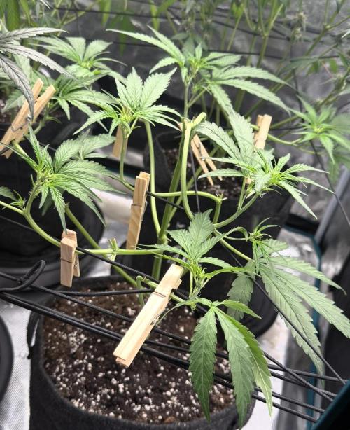 ᗷIᔕᑕOTTI ᙭ GEᒪᗩTO by GreenHouseSeeds. Week 4