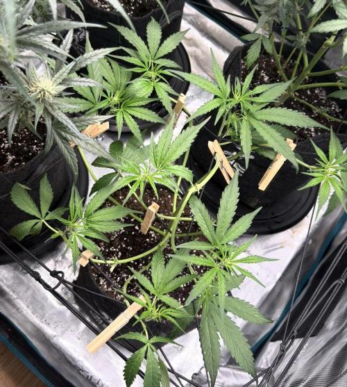 ᗷIᔕᑕOTTI ᙭ GEᒪᗩTO by GreenHouseSeeds. Week 4