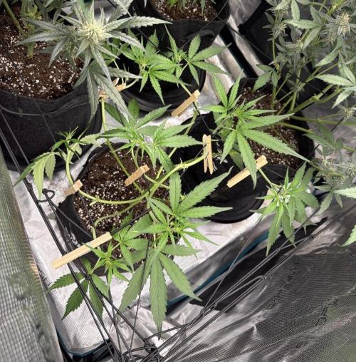 ᗷIᔕᑕOTTI ᙭ GEᒪᗩTO by GreenHouseSeeds. Week 4