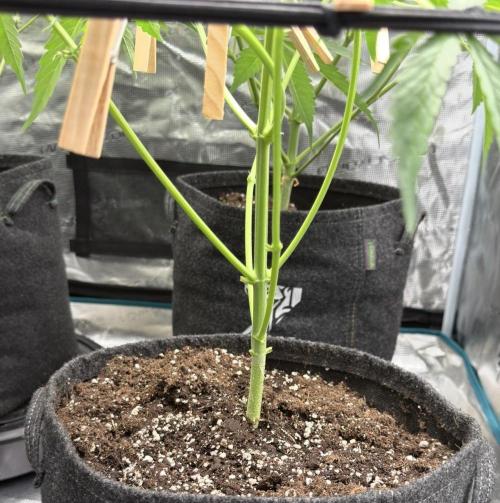 ᗷIᔕᑕOTTI ᙭ GEᒪᗩTO by GreenHouseSeeds. Week 4