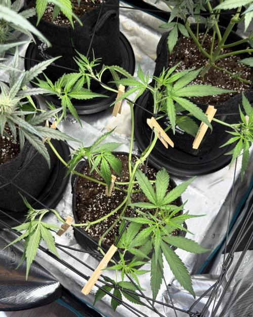 ᗷIᔕᑕOTTI ᙭ GEᒪᗩTO by GreenHouseSeeds. Week 4