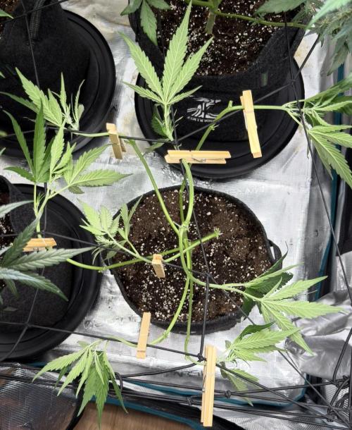 ᗷIᔕᑕOTTI ᙭ GEᒪᗩTO by GreenHouseSeeds. Week 4
