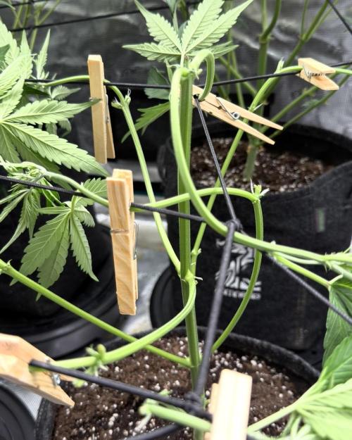 ᗷIᔕᑕOTTI ᙭ GEᒪᗩTO by GreenHouseSeeds. Week 4