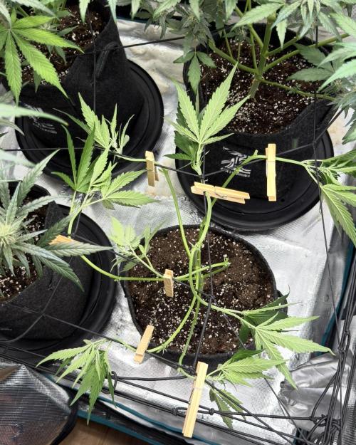 ᗷIᔕᑕOTTI ᙭ GEᒪᗩTO by GreenHouseSeeds. Week 4