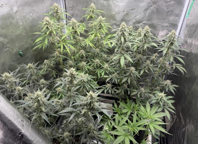 ᗷIᔕᑕOTTI ᙭ GEᒪᗩTO by GreenHouseSeeds. Week 4