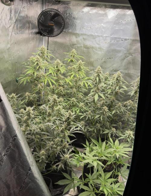 ᗷIᔕᑕOTTI ᙭ GEᒪᗩTO by GreenHouseSeeds. Week 4