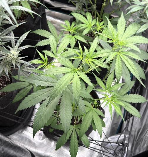 ᗷIᔕᑕOTTI ᙭ GEᒪᗩTO by GreenHouseSeeds. Week 4