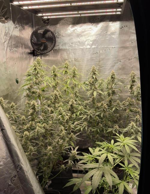 ᗷIᔕᑕOTTI ᙭ GEᒪᗩTO by GreenHouseSeeds. Week 4