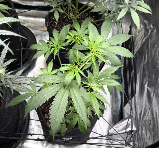 ᗷIᔕᑕOTTI ᙭ GEᒪᗩTO by GreenHouseSeeds. Week 4