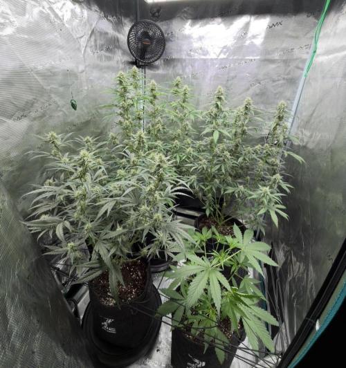 ᗷIᔕᑕOTTI ᙭ GEᒪᗩTO by GreenHouseSeeds. Week 4
