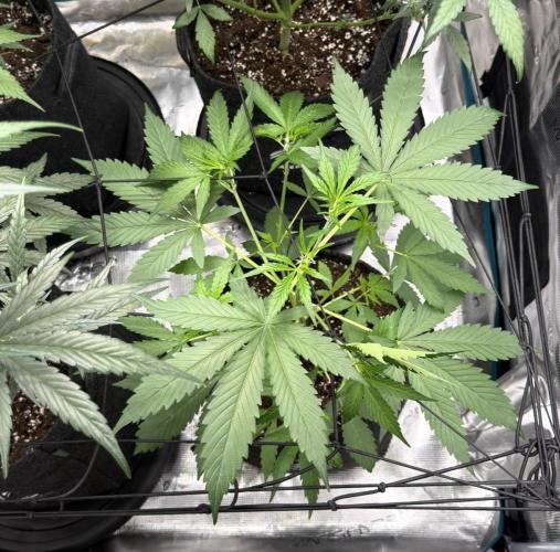 ᗷIᔕᑕOTTI ᙭ GEᒪᗩTO by GreenHouseSeeds. Week 4