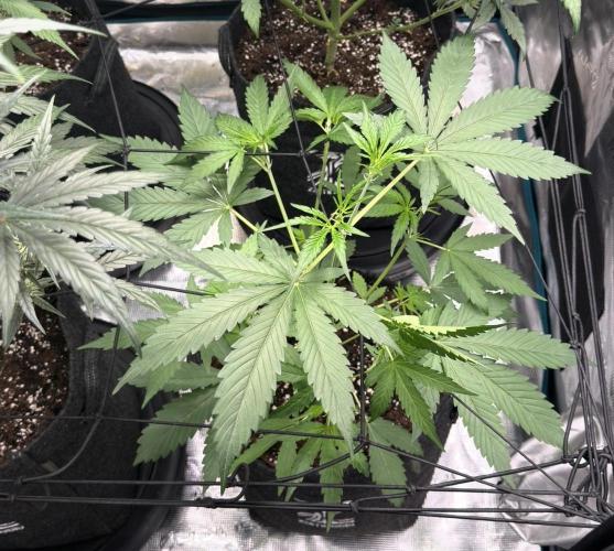 ᗷIᔕᑕOTTI ᙭ GEᒪᗩTO by GreenHouseSeeds. Week 4