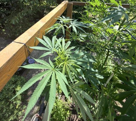 Air Lemon x Shishkaberry 🍋🍇 by GH Seeds. Week 14