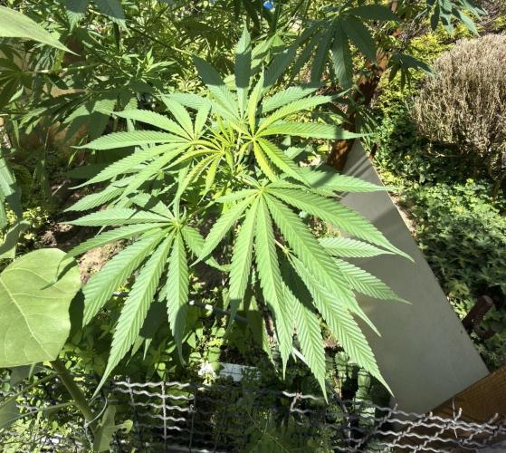 Air Lemon x Shishkaberry 🍋🍇 by GH Seeds. Week 14