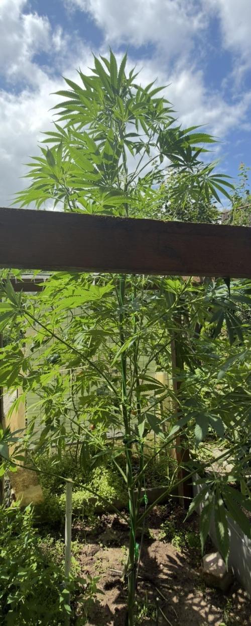 Air Lemon x Shishkaberry 🍋🍇 by GH Seeds. Week 14