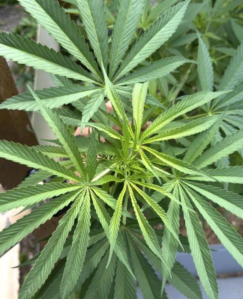Air Lemon x Shishkaberry 🍋🍇 by GH Seeds. Week 14