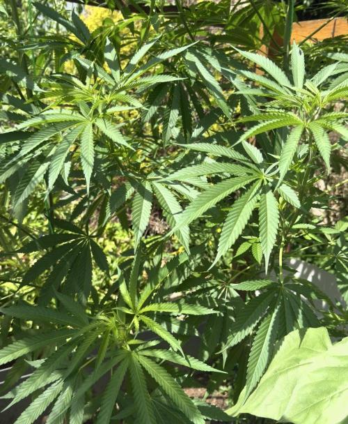 Air Lemon x Shishkaberry 🍋🍇 by GH Seeds. Week 14