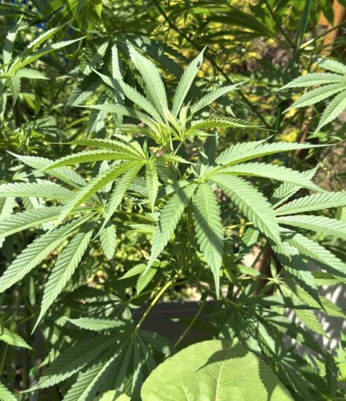Air Lemon x Shishkaberry 🍋🍇 by GH Seeds. Week 14