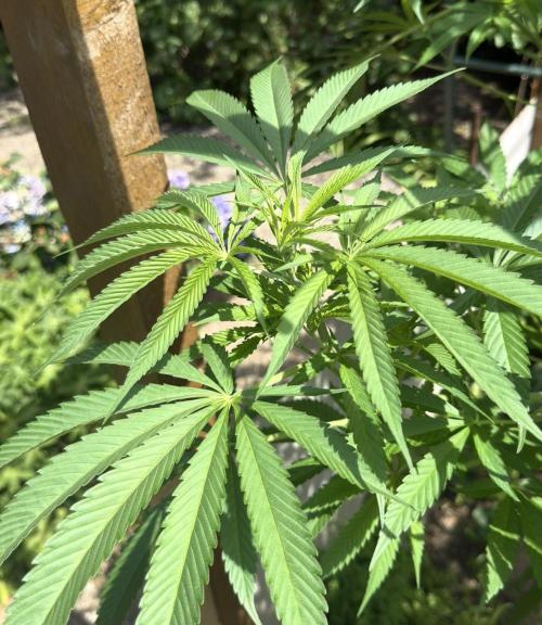 Air Lemon x Shishkaberry 🍋🍇 by GH Seeds. Week 14