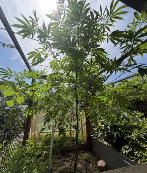 Air Lemon x Shishkaberry 🍋🍇 by GH Seeds. Week 14