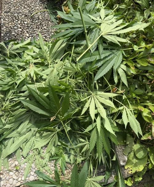 Air Lemon x Shishkaberry 🍋🍇 by GH Seeds. Week 14
