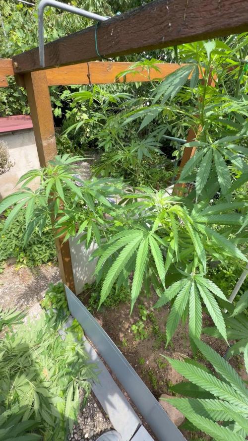 Air Lemon x Shishkaberry 🍋🍇 by GH Seeds
