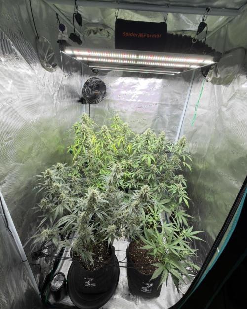 ｆｒｏｓｔｅｄｇｕａｖａ ❄️   | by Green House Seeds. Week 8